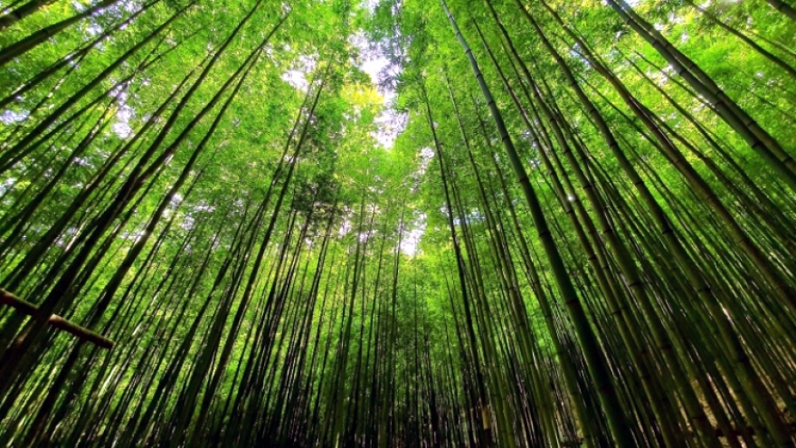 Magnificent bamboo forest in Mu Cang Chai